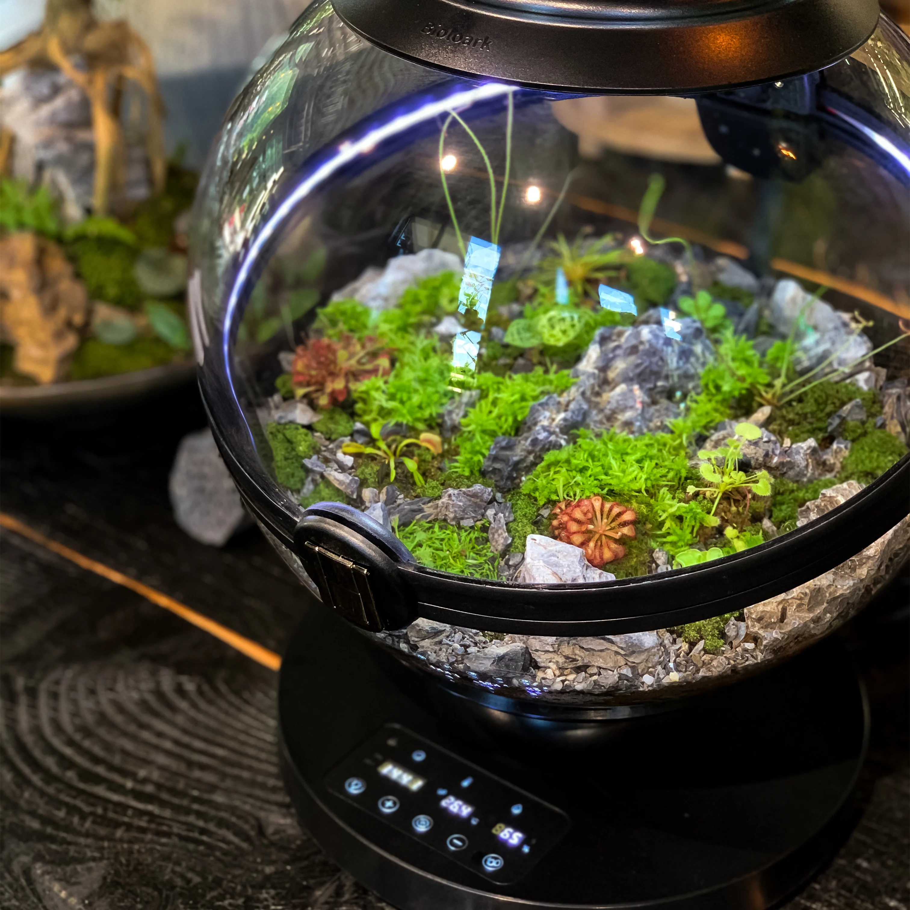 Hot Sales Acrylic Material Ba - Aquarium Fish For Sale review and price