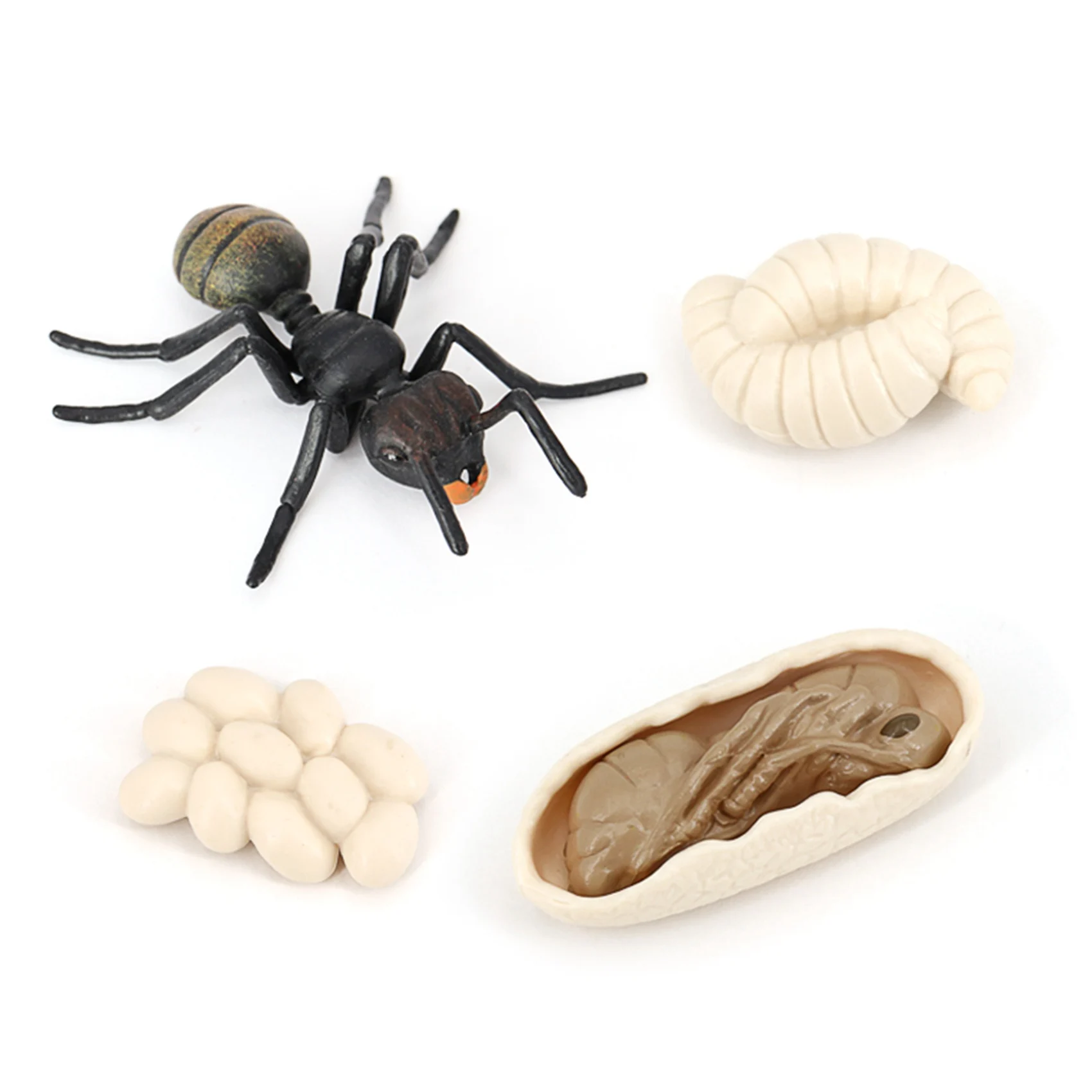 Simulation Ants Animal Life Cycle Insect Growth Cycle Model Life Action Figures Educational Kids Toys Black Ants