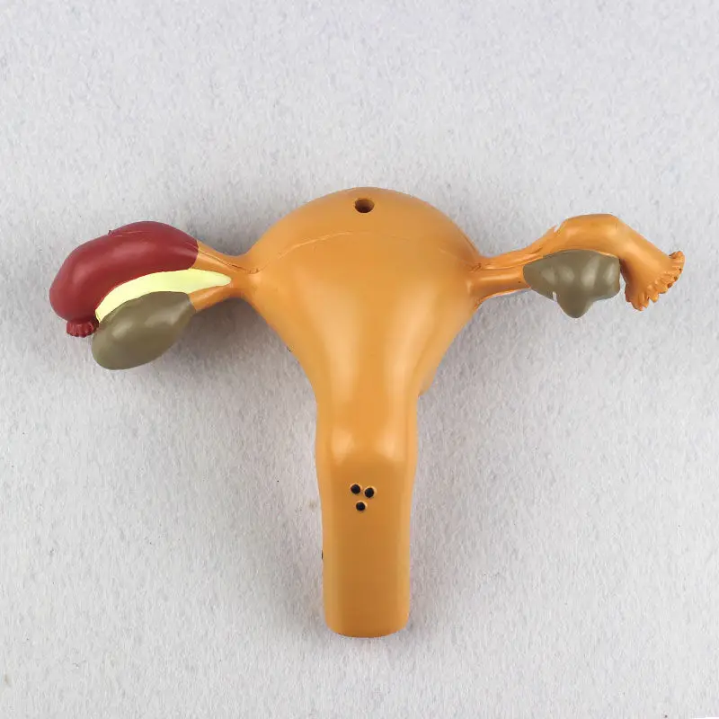 Human Model Female Reproductive Uterine Vaginal Ovarian Uterine Teaching Mold Pathology Popular Science Training Teaching Tool