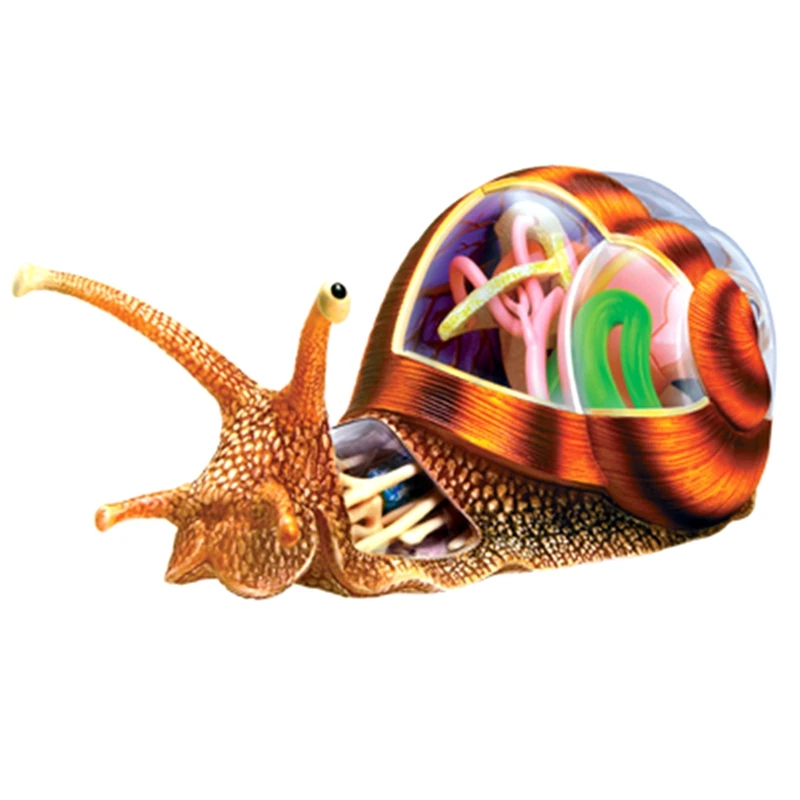 Puzzle Assembling Toy Educational Assembly Toy Teaching Toy Simulation Animal Biological Snail Organ Anatomy Teaching Model