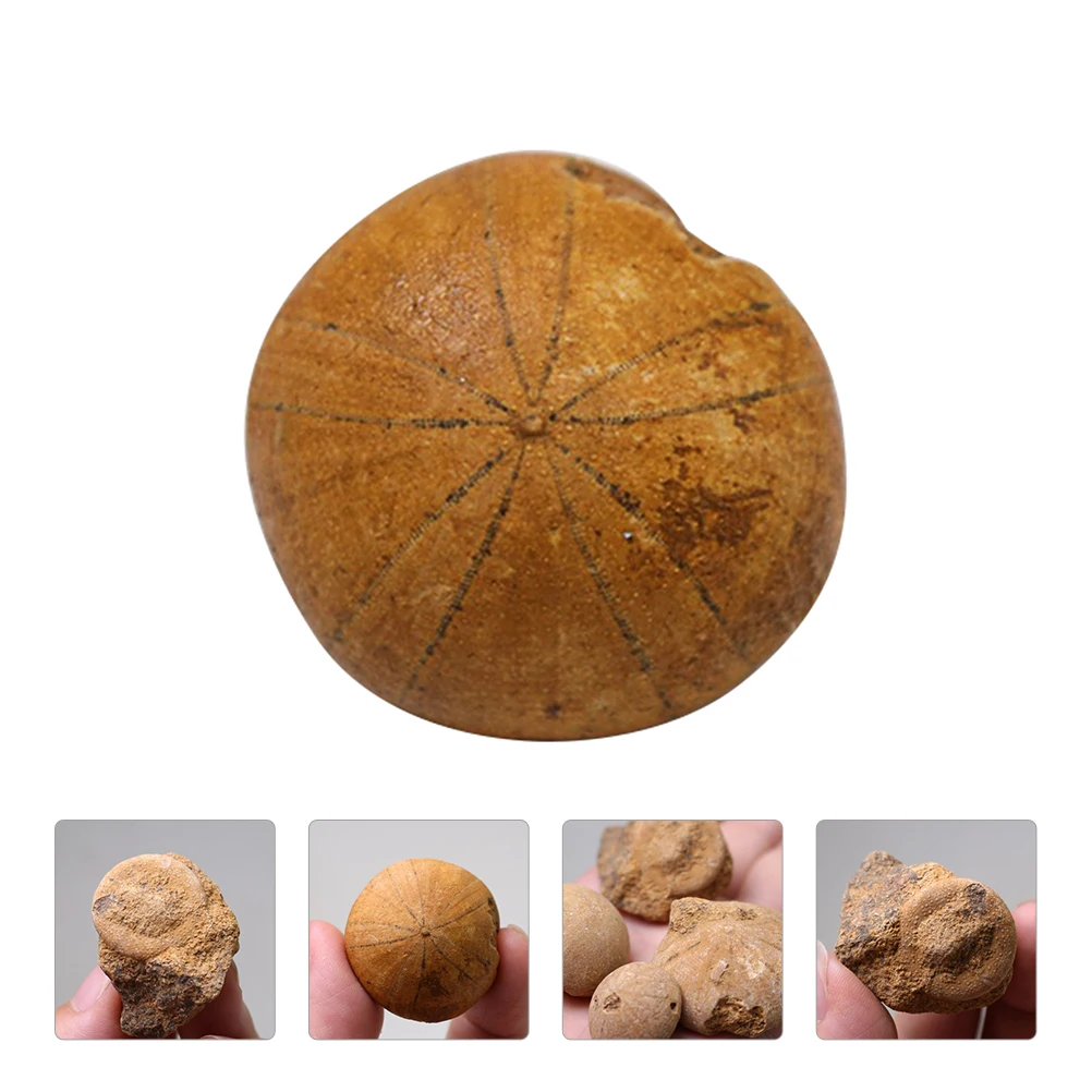 

Fossilized Sea Urchin Specimen Creative Educational Desktop Ornament Teaching Tool Decorative Adornment Simulation For