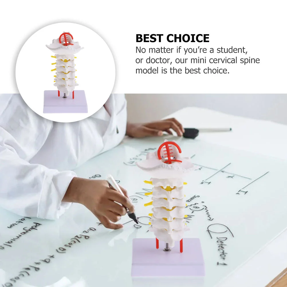 Шейный Позвоночник с каротидной артерией, обучающая реквизитная модель, медицинская Анатомия человека, имитация позвоночника, инструмент из ПВХ