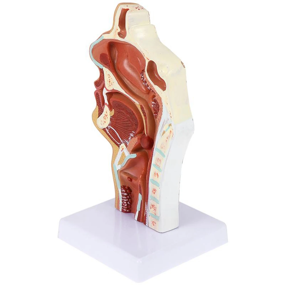 Model wnęki nosowej Model wnęki jamy ustnej Gardło Larynx Model anatomiczny Model gardła i gardła Model otolaryngologii