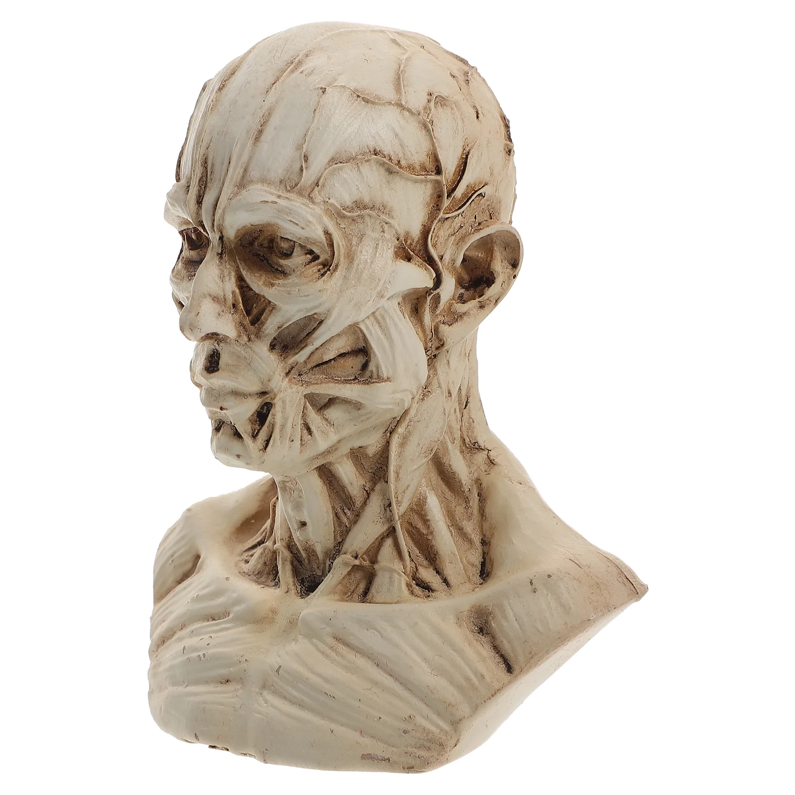 

Prop Sketch Statue Artist Drawing Model Desktop Head Anatomy Human Anatomical Models