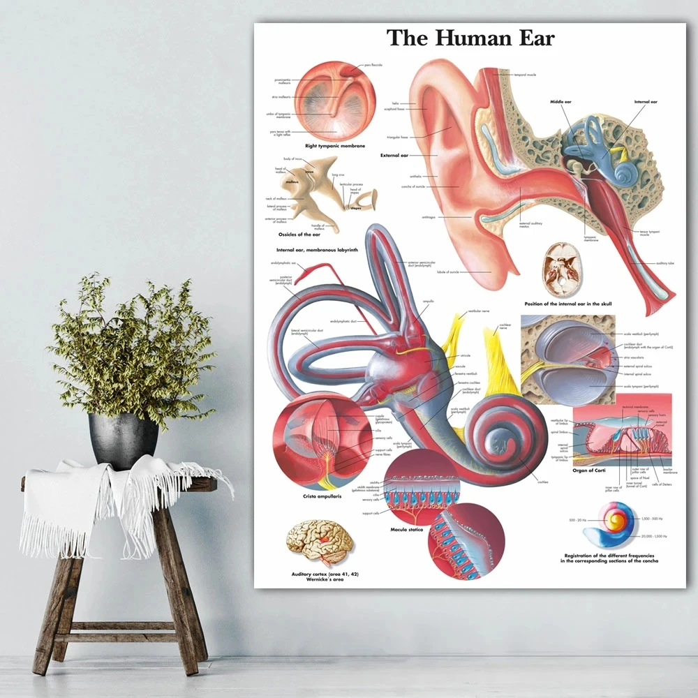 Spanish Human Ear Anatomy Anatomical Charts Posters Prints Canvas Painting Wall Art Pictures Medical Education Office Room Decor