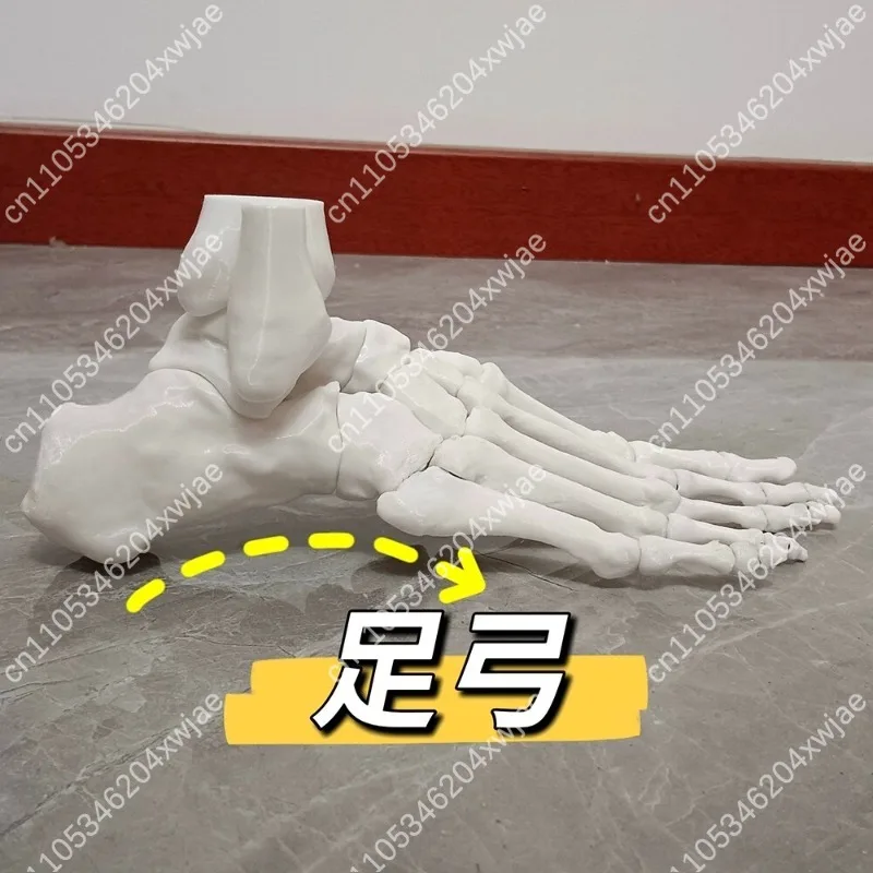 Movable Arch Ankle Foot Model Magnetic Suction Structure Rehabilitation Demonstration Teaching Tool