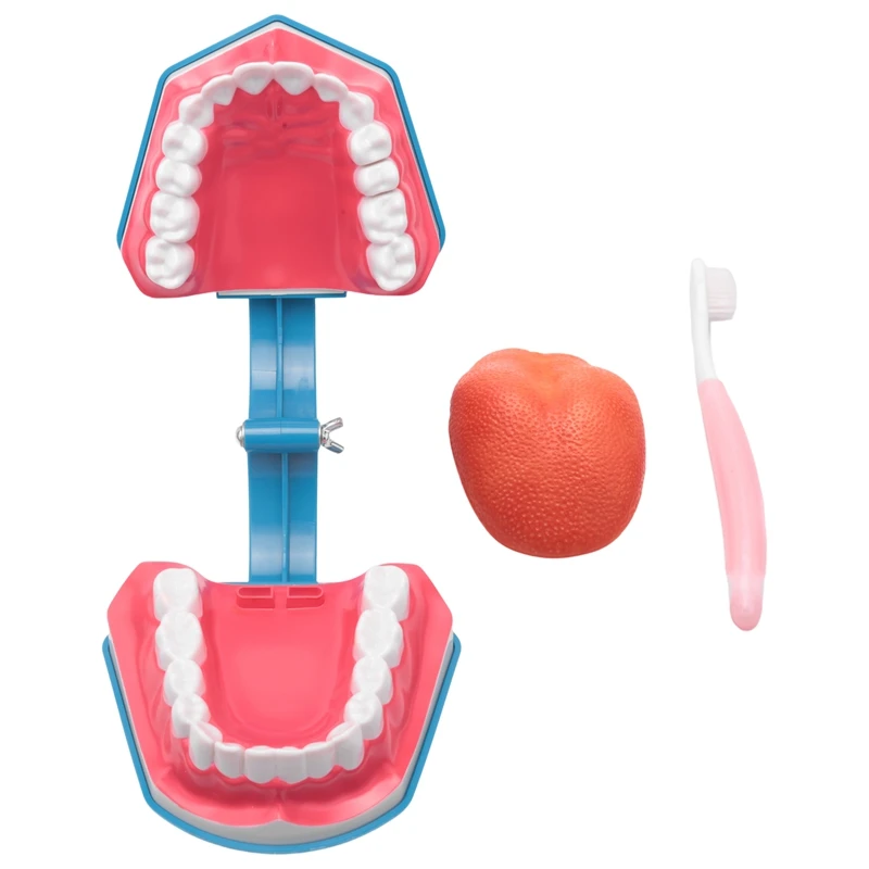 

Standard Teaching Model Study On The Structure Of Oral Teeth Dentist Educational Demonstration Tool For Teaching