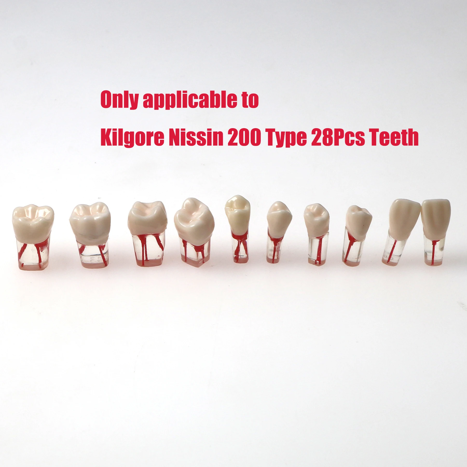 

Dental Training Models M8006 RCT Endo Root Canal Practice Typodont Pulp Cavity Practice Teeth