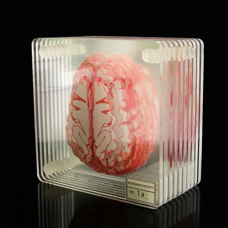Brain Specimen Coasters Set 3D Organ Brain Slices Artwork Square Acrylic Drinks Table Coaster