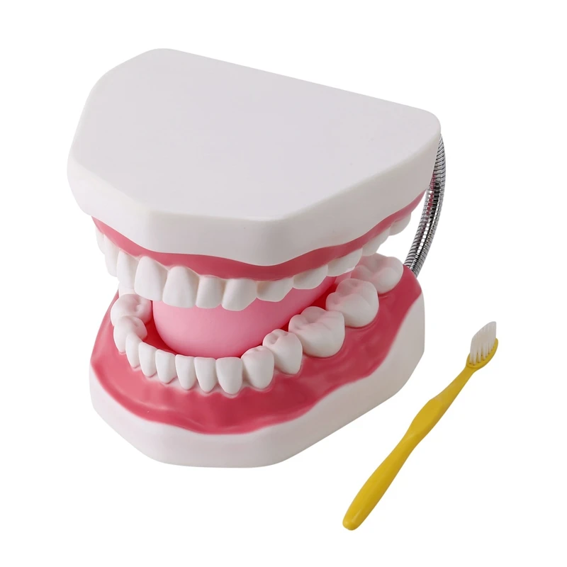 

6 Times Human Teeth Model Mouth Care Model Tooth Model With Toothbrush Teaching Tool Science Teaching Model