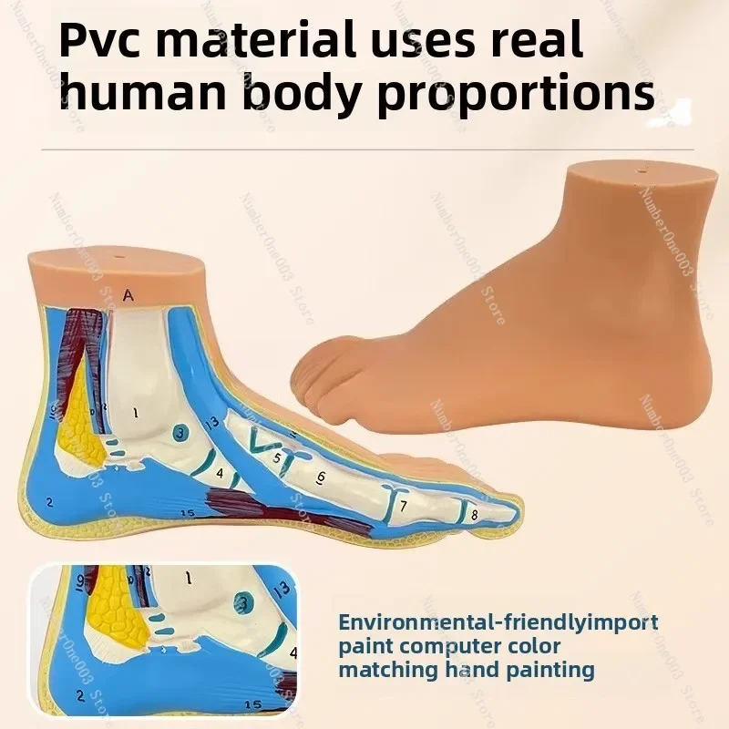 

Foot Anatomy Model Normal Flat Arch Structure Muscles and Vessels Medical Teaching Tool