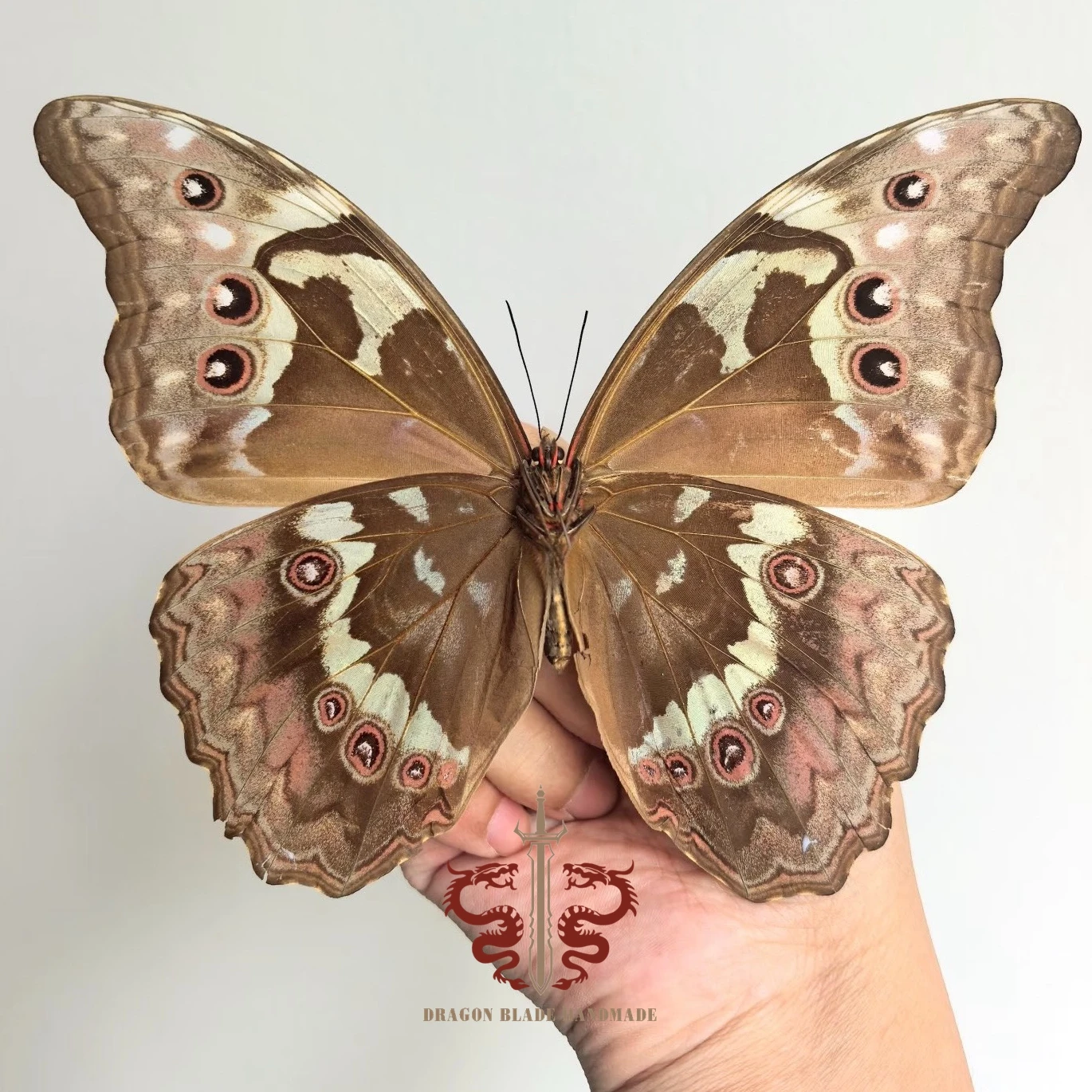 Butterfly ornament Large Blue Morpho menelaus female , 1pc wings spread A1 high quality, Decorative Display Collection Gifts