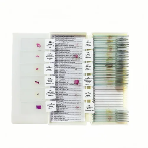Imagen 2 del producto Ciencias Médicas Juego de 50 Uds. De portaobjetos de histología humana, portaobjetos preparados para histología de microscopio