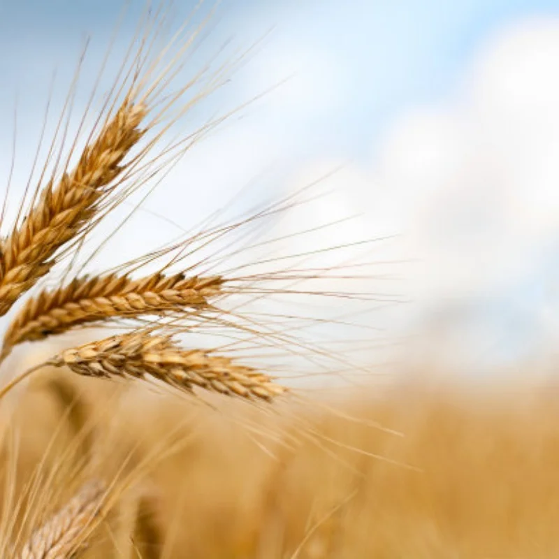 

Racing Tires 100X40mm Adapter 17mm/12mm/14mm 4PCS for 1/6 KM 1/7 1/8 MJX W247 RC Model Rally Car Accessories