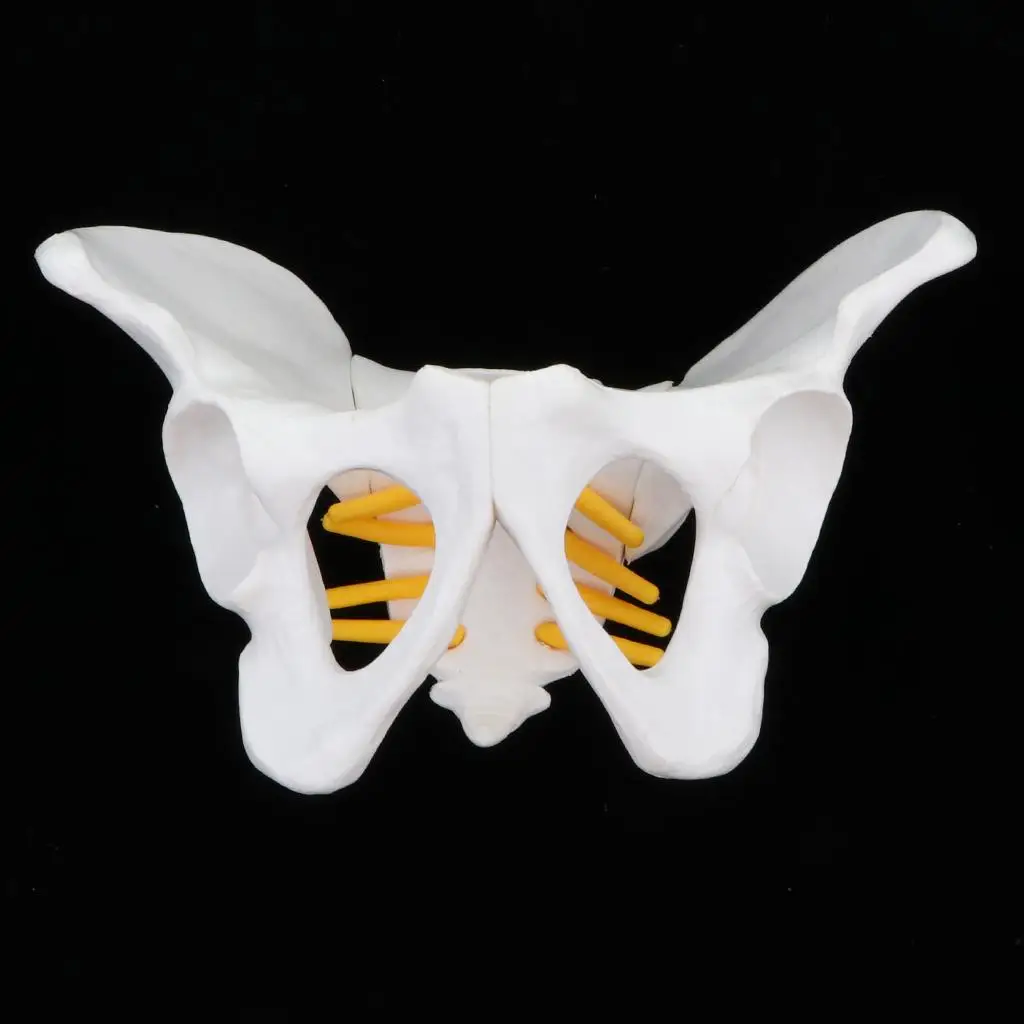 Small Size Human Female Pelvic Skeleton Anatomical Model, 13 x 10 x 9 cm view 5