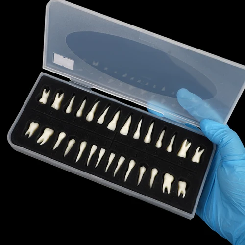 Imagen 1 del producto Modelo Dental de dientes de boca completa para adultos, 28 Uds., modelo permanente 1:1 con demostración de dientes superiores e inferiores de raíz, modelo de enseñanza y estudio