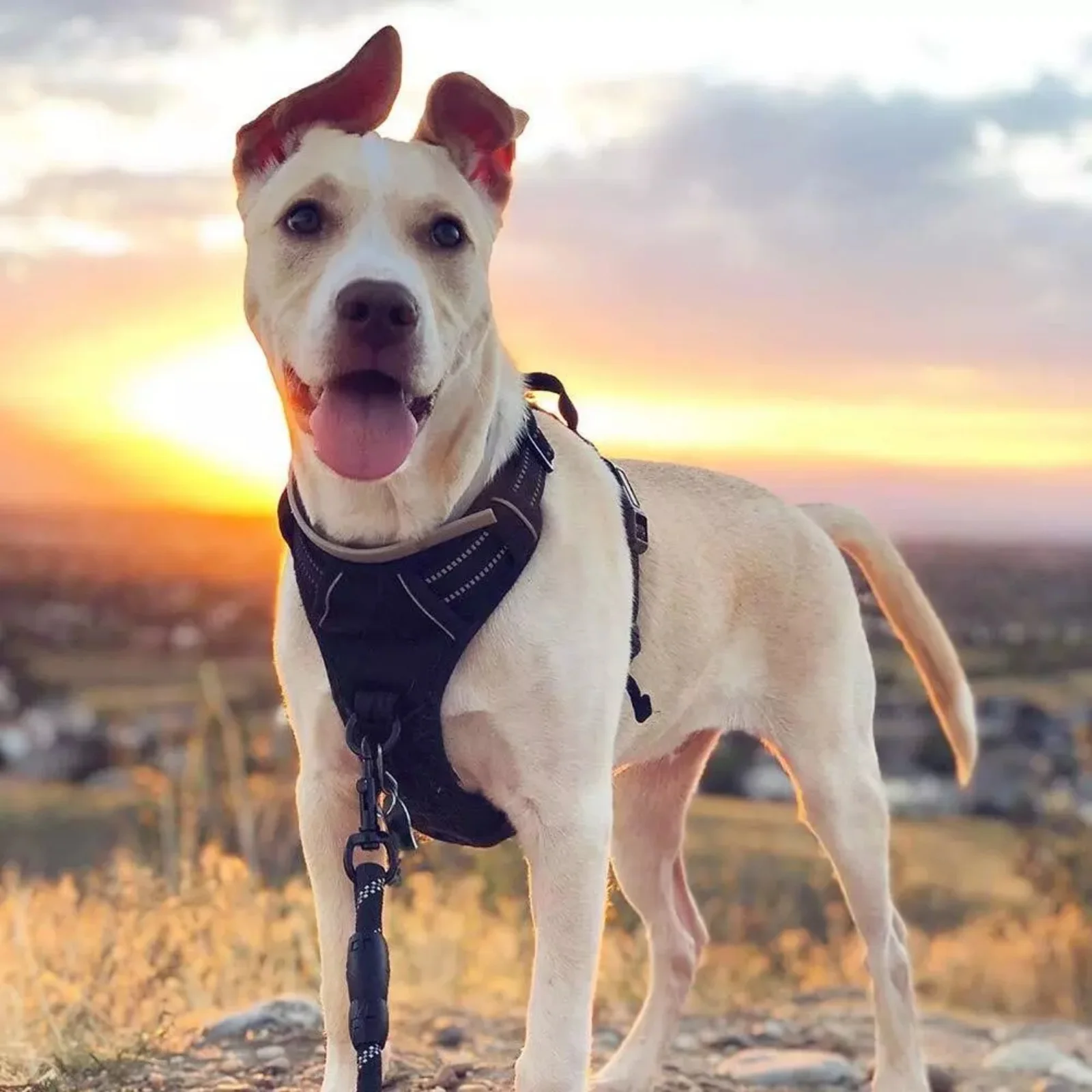 

rabbitgoo Dog Harness with 2 Leash Clips No-Pull Reflective Vest for Large Dogs