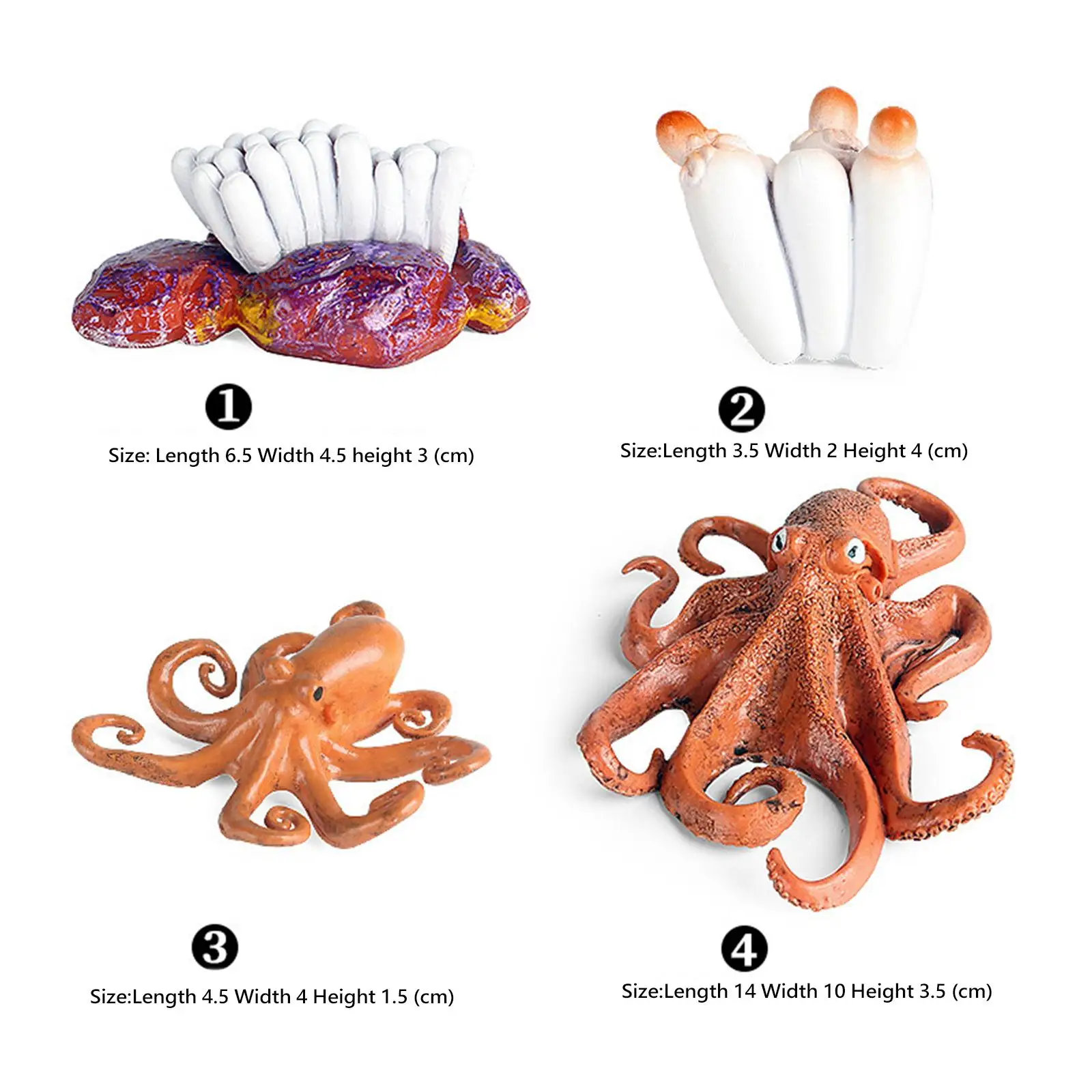 Octopus Groeicyclus Set Cognitieve Kleuterschool Voor Kinderen Peuters Van 3 +