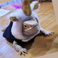 Lizard Chameleon Unicorn Transformation Outfit Funny Clothes Small Pet Headgear Hat