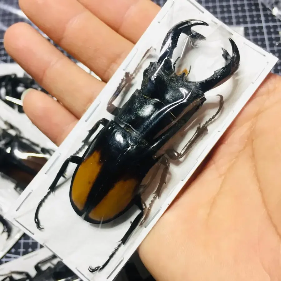 

Real Insect Bug Specimen Taxidermia Clear Large Bug Spiders Beetles Large Insect Scorpion Specimen Craft Decoration