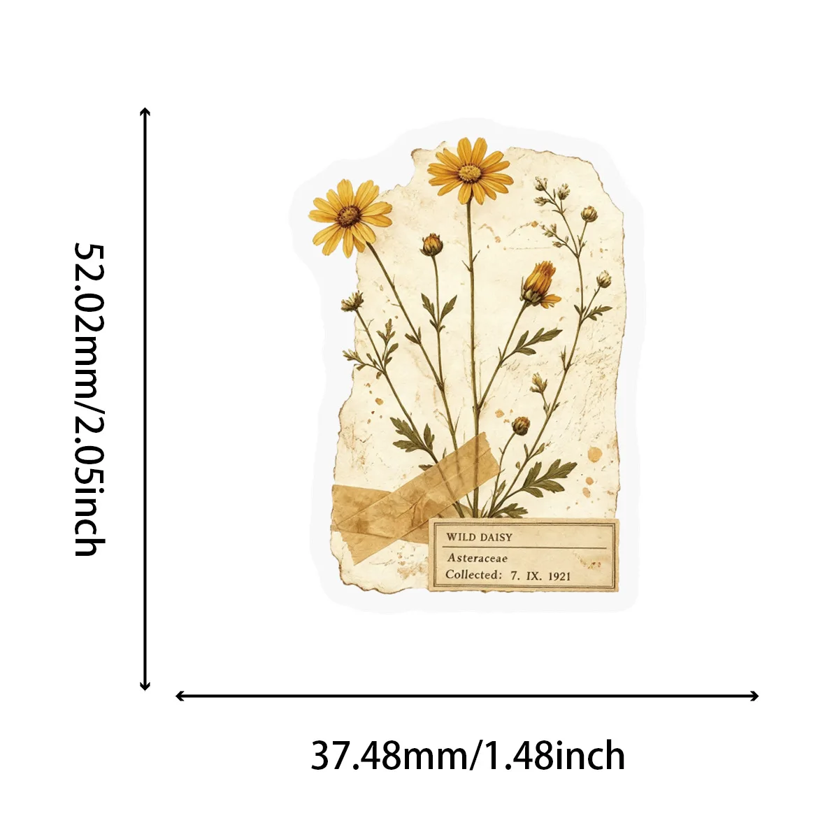 100 Pcs Flower Specimen Stickers Transparent PET Waterproof Decals for Phone Notebook Guitar Journal Gift