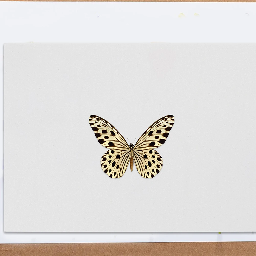 

Butterfly Pinning Entomology Specimen Mounting Panel Display Tool Specimen Board Poster Board Pinning Plate For Insect