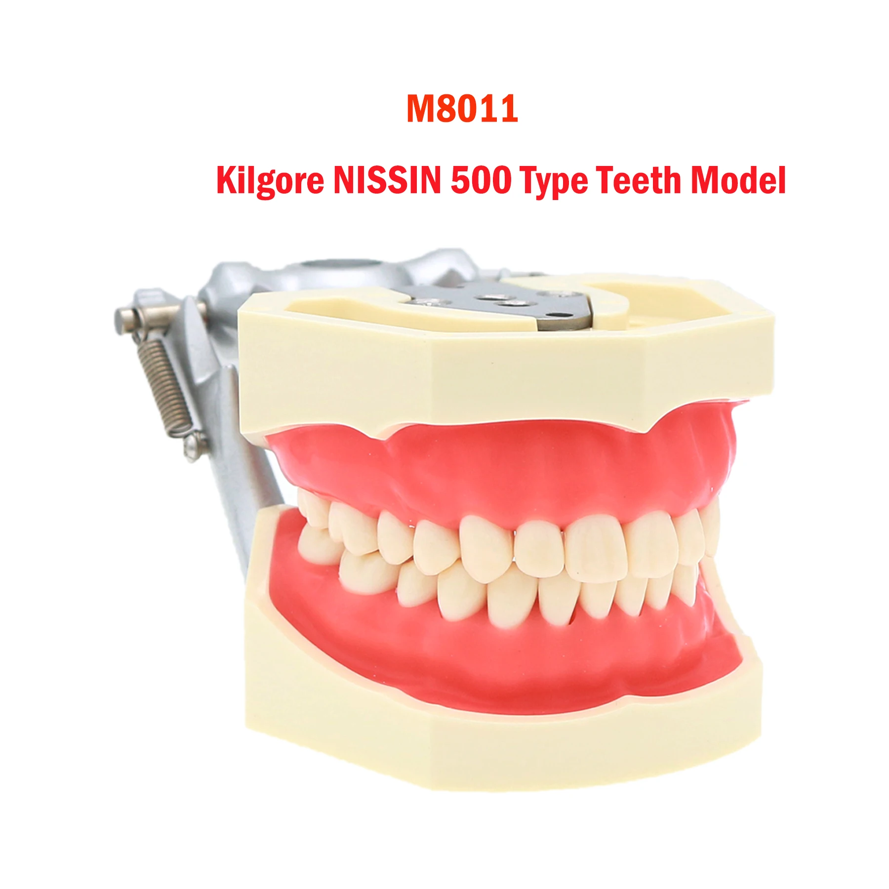 Dental Teeth Model Standard Dentist Teaching Model Resin Typodont 28Pcs Removable Fit Kilgore NISSIN 500 Type For Demo Gum Jaw