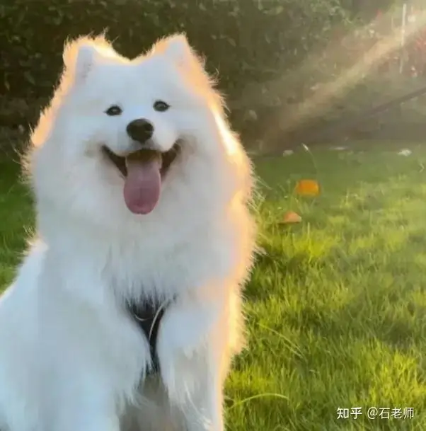 Suspensão Dianteira Metálica Triângulo Fixo Integrado Los264004 para Peças de Upgrade de Motocicleta LOSI 1/4 Promoto-MX