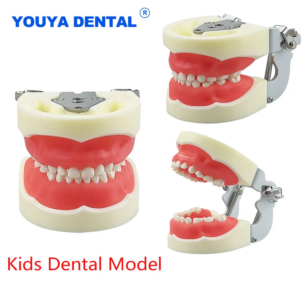 

Children Kids 24Teeth Model For Dentistry Technician Practice Teaching Gum Teeth Removable Jaw Model Dentistry Training Studying