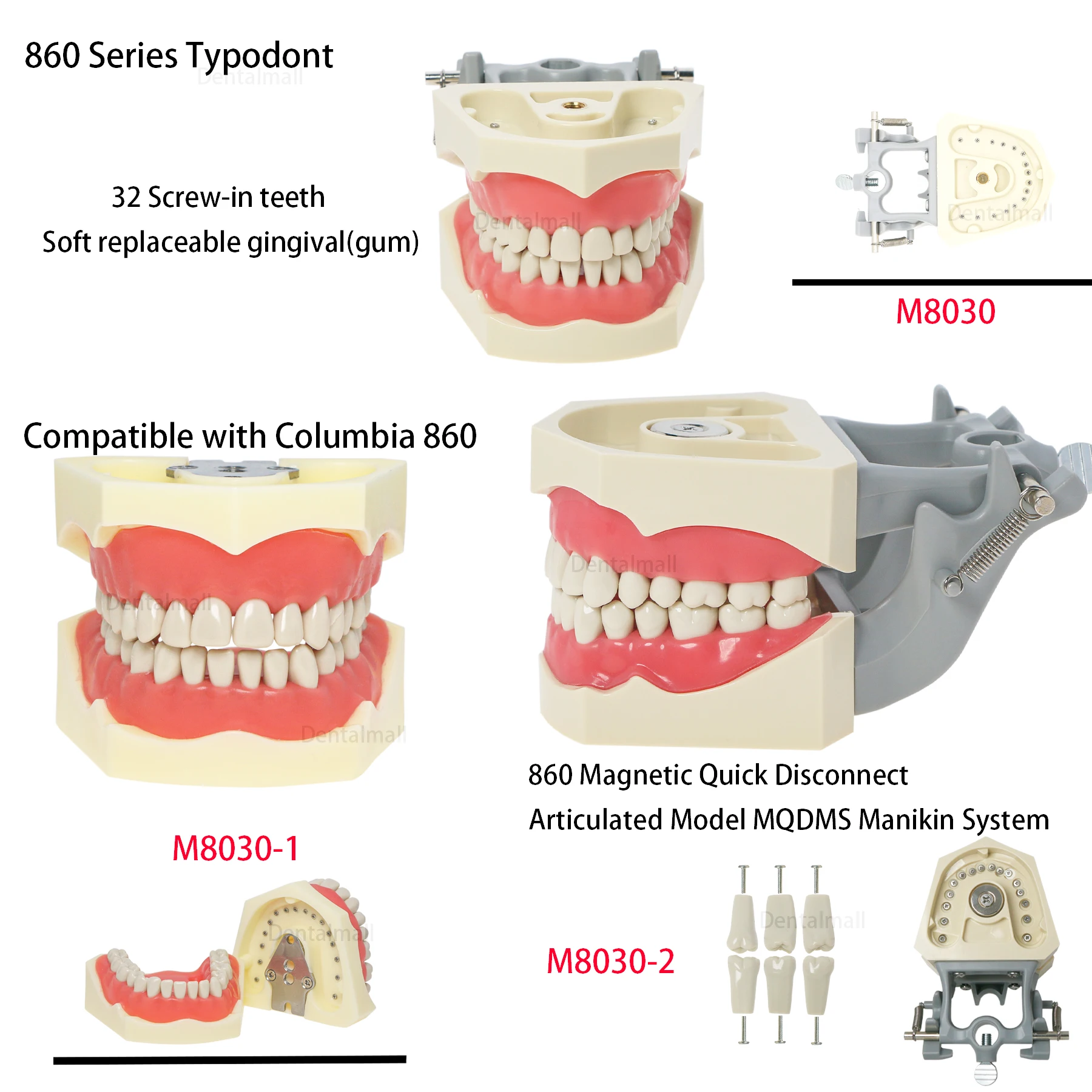 

Dental Teeth Model Columbia 860 Teeth Model 32 Teeth Magnetic Quick Disconnect/Standard Upper and Lower Jaws