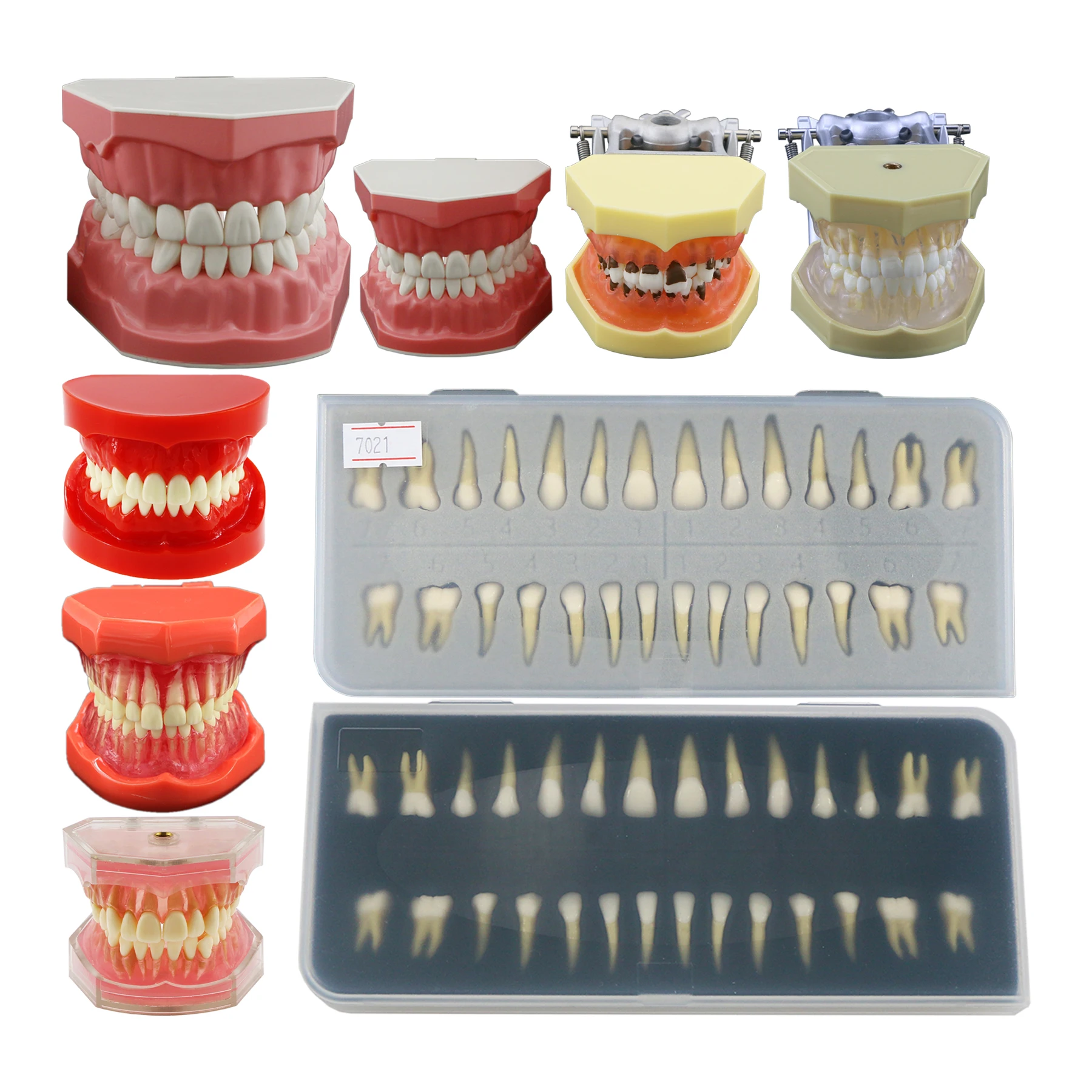 Dental Teeth Model Typodont Standard Practice Implant Restoration Disease Pathology Endodontic Treatment Root Canal Demo