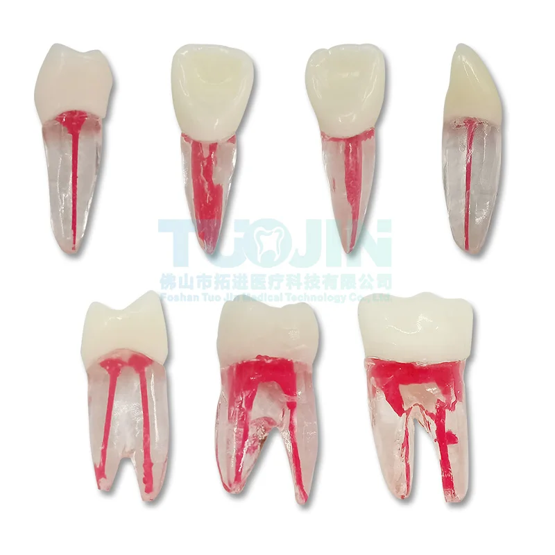 Dental Endodontic Root Canal RCT Practice Endo Teeth Tooth Model  for Dentistry Study Teaching