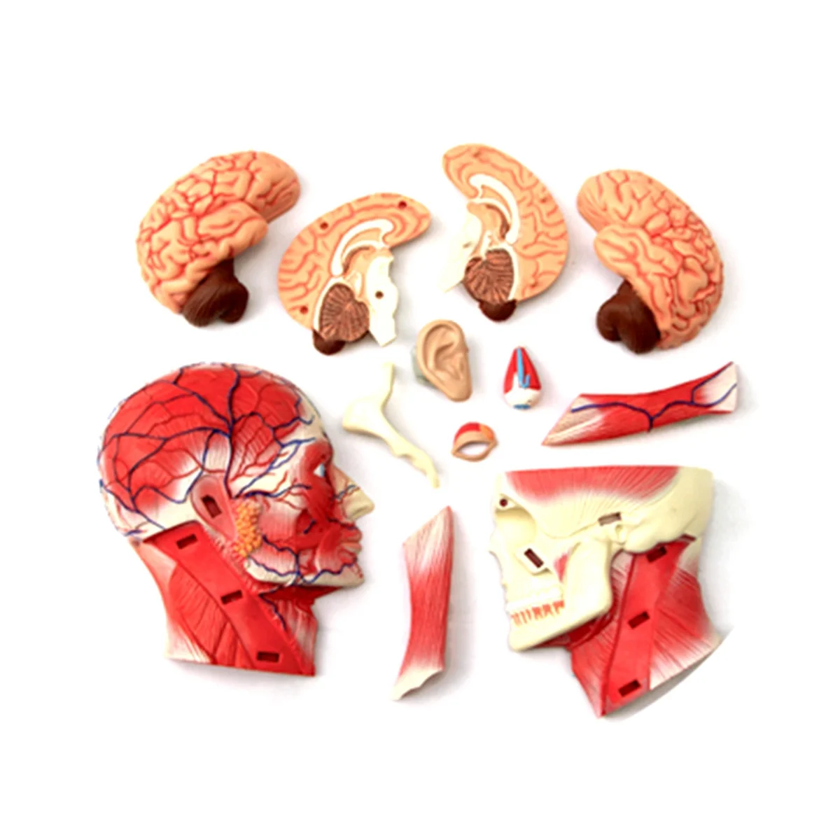 Medical-Torso Human Body Model Education Head Muscles Nerve Organs Model for Student Teaching Study Assembling Model