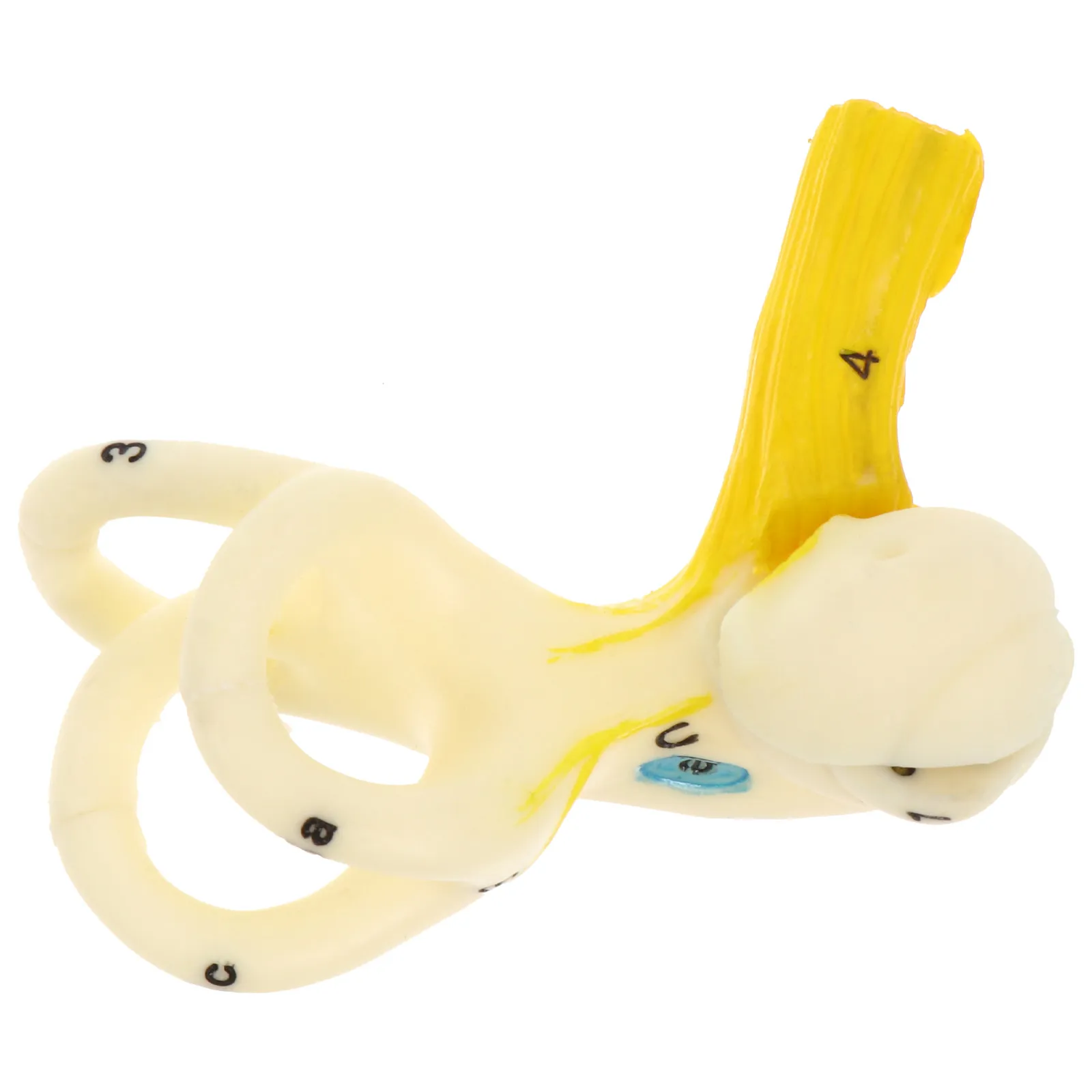 

Увеличенная модель анатомии человеческого уха: структура слухового прохода, учебное пособие, реалистичный обучающий реквизит из ПВХ