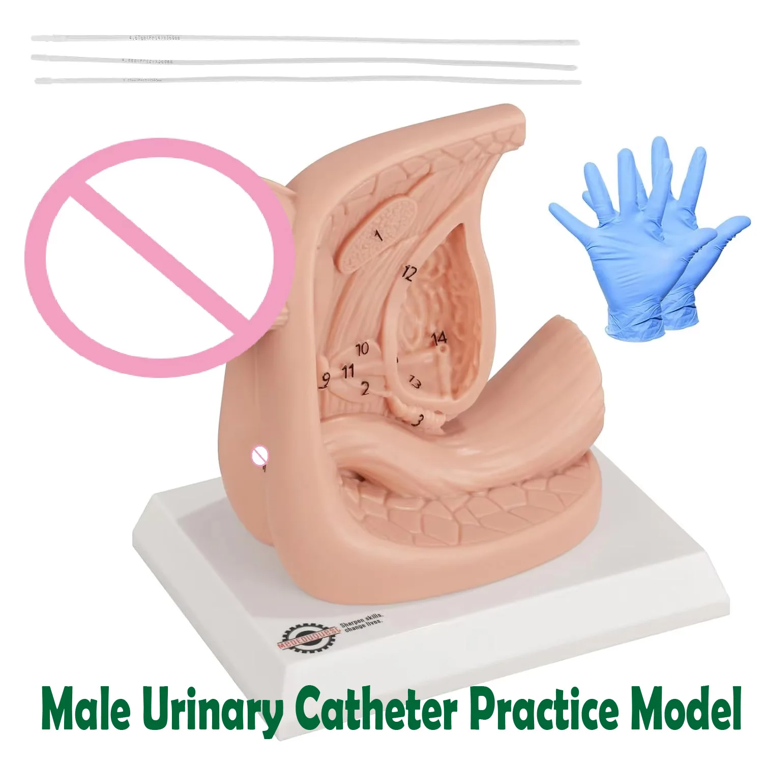 Male Urinary Anatomy Model Urinary Catheter Practice Urethral anatomy structure for Ehysiology Education Clinical Skill Training