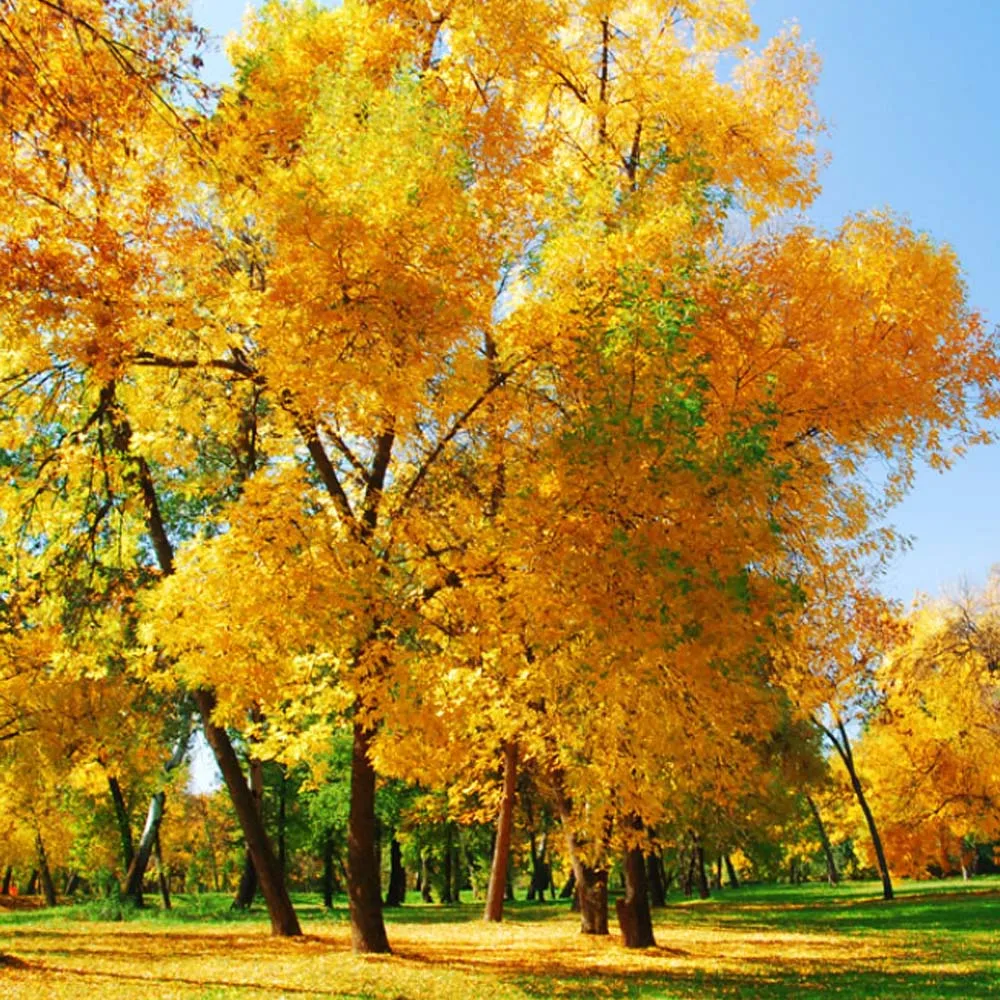 

DUMBORC X6PM-350 6CH Mini Transmitter 2.4G 4.8-12V 6 Channels P6F Receiver RC Remote Control for RC Car Boat Tank Model Toy Part