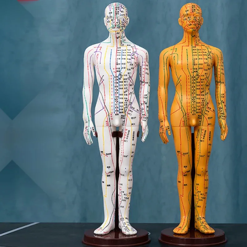 

Traditional Chinese Medicine Acupuncture Point Human Body Model Chart Acupuncture Practice Full Meridian