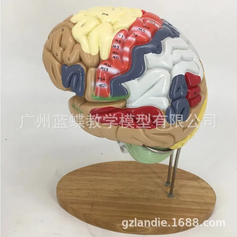 

4 Parts Human Anatomy Brain Digital Logo Brain Nerve Anatomical Model Medical School Student Supplies 2 Times Magnification