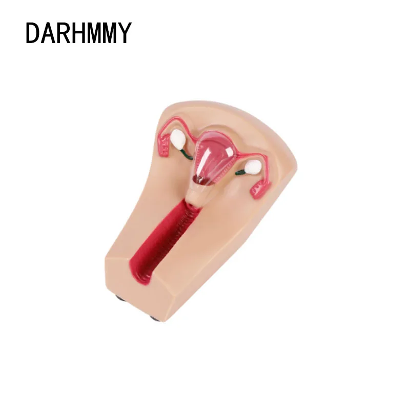 DARHMMY Female Intrauterine Contraceptive Device Model IUD Training Simulator