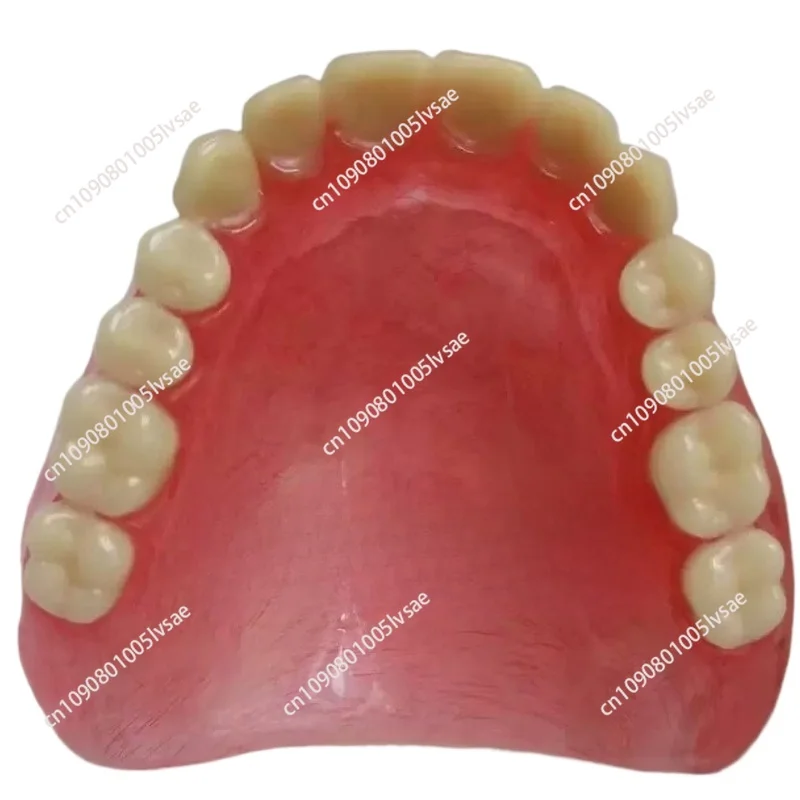 Wholesale full mouth denture sample models and elderly full mouth and half mouth tooth models are available