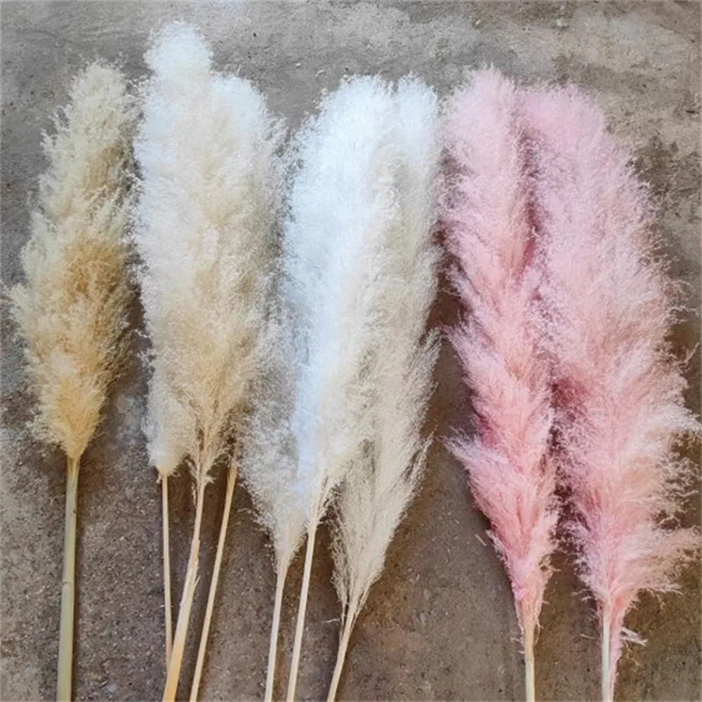 White Bleached Fluffy Large Dried Pampas Grass Boho Wedding Arrangement Decor Long Plumes Preserved Pink Beige Reed Pampasgras