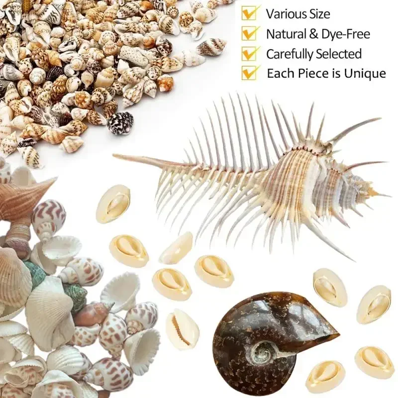 1/50/100pcs Gram Mix Natural Sea Shells Conch Coquillage Beach Decor Craft Marine Style Fish Tank Seashells Conch Embellishment