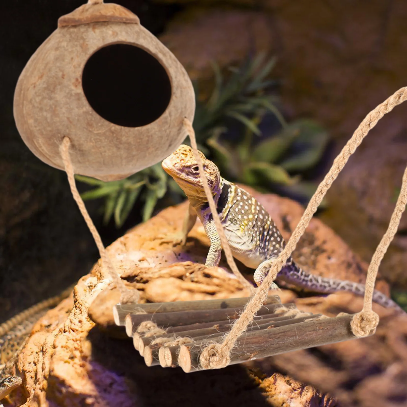 Cachette décorative pour reptiles avec échelle, abri pour coquilles de noix de coco, nichoir pour lézard, accessoire de réservoir Gecko à crête, diversification des reptiles