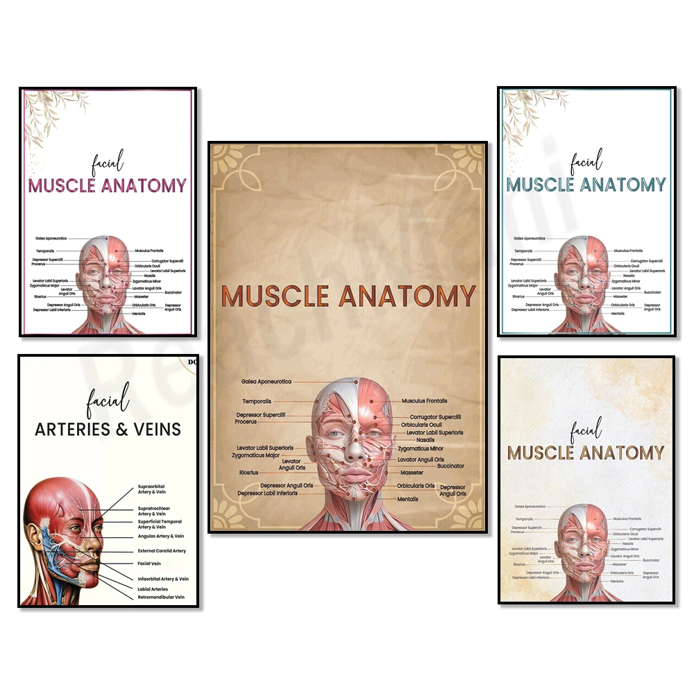 facial muscle anatomy, vein art, facial muscle art, syringe facial arteries, face art, facial anatomy diagram, printable poster,