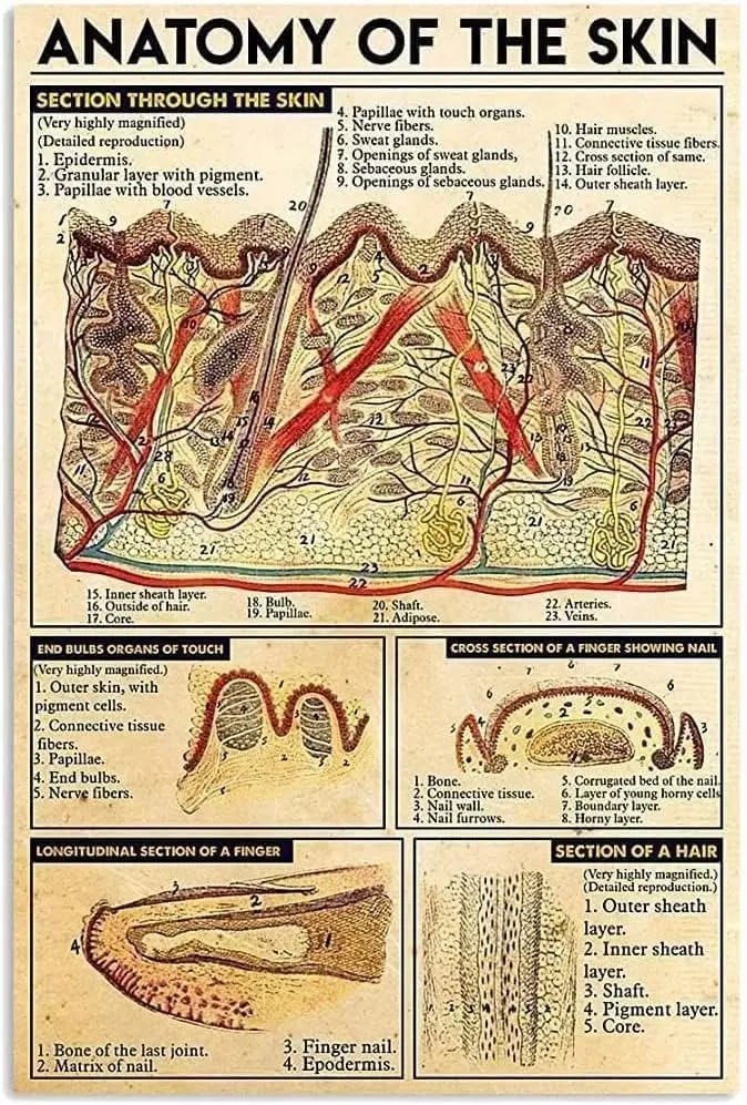 Anatomy Of The Skin Knowledge Metal Signs Wall Decor Print Poster Section Through The Skin Popular Science School Hospital Farm