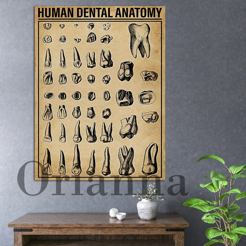 

Human Dental Anatomy Knowledge Retro Poster Dental Wall Art Print Dentist Office Decor Canvas Painting Pictures Dentist Gift