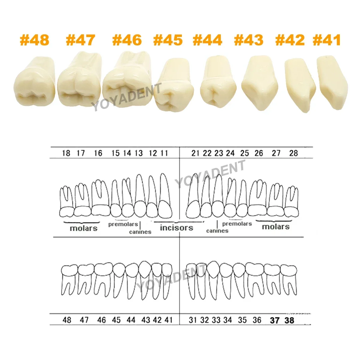 Model zębów dentystycznych Pełne zęby 32 szt. Wymienne cząstki zębów Fit Frasaco A3 Przygotowanie stomatologii Trening Naucz