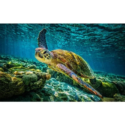 Ritoys Sea Turtle 1000 Piece Jigsaw Puzzle Jigsaw