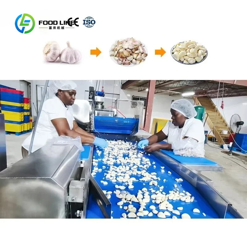 Customized 300-1000KG/H Garlic Breaking Separating Machine Garlic Peeling Production Line