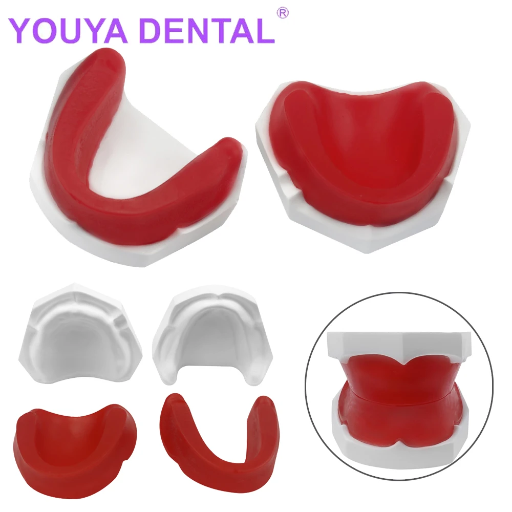 Fogászati edentulous Gipsz fogak manöken Állcsont Padlóbeeresztő Cakk manöken Begiszpel basenu számára Fogászat studying Nevelésügy Edzés Begyakorlás